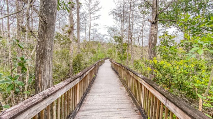 Kirby Storter Boardwalk