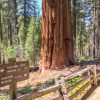 Giant Sequoia's in Tuolumne Grove