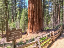 Giant Sequoia's in Tuolumne Grove