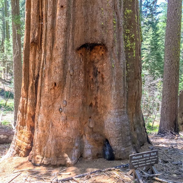 Giant Sequoia's in Tuolumne Grove