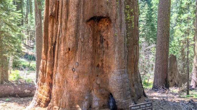 Giant Sequoia's in Tuolumne Grove