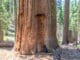 Giant Sequoia's in Tuolumne Grove