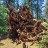 Omgevallen Giant Sequoia in Tuolumne Grove