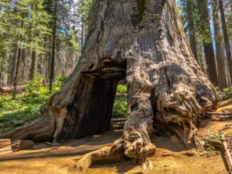 Giant Sequoia in Tuolumne Grove