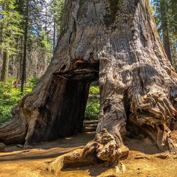 Giant Sequoia in Tuolumne Grove