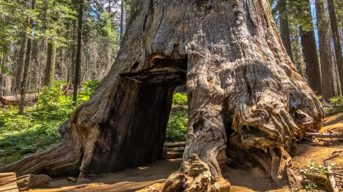 Giant Sequoia in Tuolumne Grove