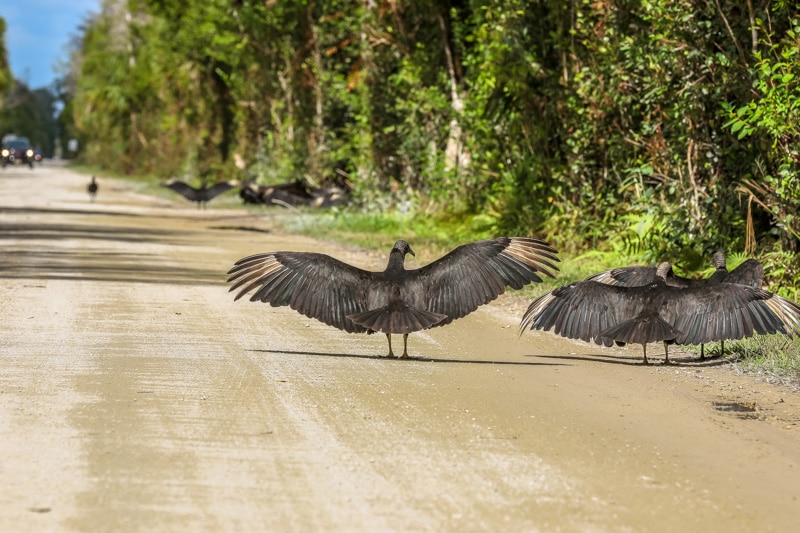 Gieren op de Loop Road Scenic Drive in Florida