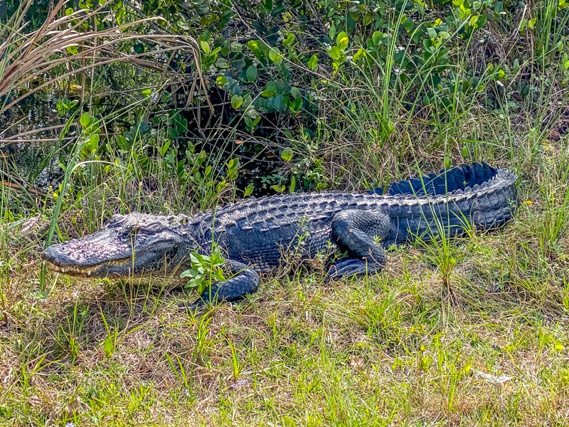 Alligator langs de Loop Road Scenic Drive