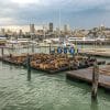 Zeeleeuwen Pier 39 San Francisco