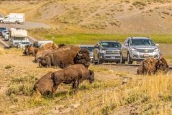 Bizons Yellowstone