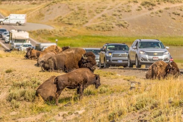 Bizons Yellowstone