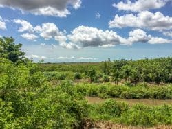 Everglades Alligator Farm