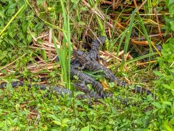 Everglades Alligator Nest
