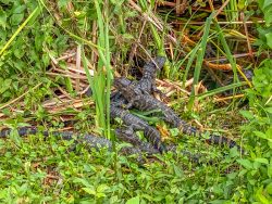 Everglades Alligator Nest