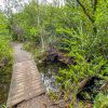 Otter Cave Hammock Trail