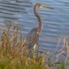 Everglades vogels