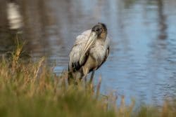 Everglades vogels