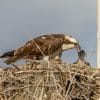 Everglades Vogels