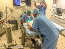 Chirurgen aan het werk in het Turtle Hospital