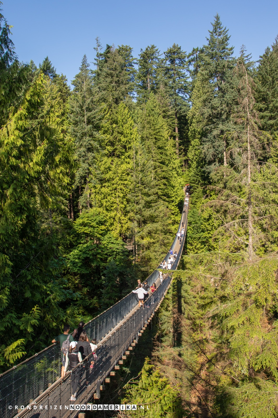 Capilano Suspension Bridge Park Rondreizen NoordAmerika
