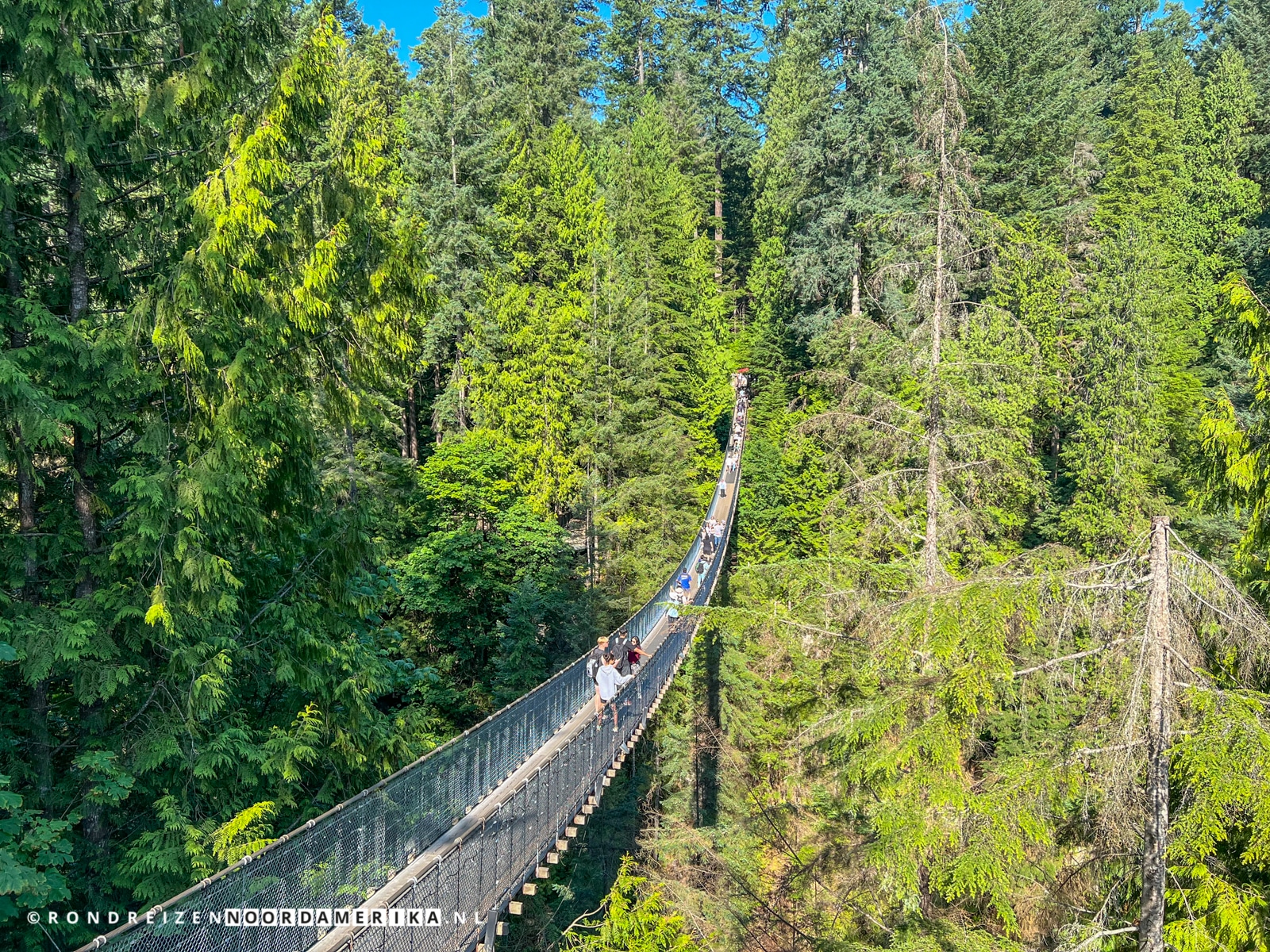 Capilano Suspension Bridge Park Rondreizen NoordAmerika