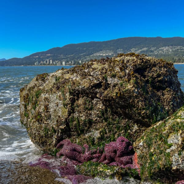 Zeesterren Stanley Park Seawall Path