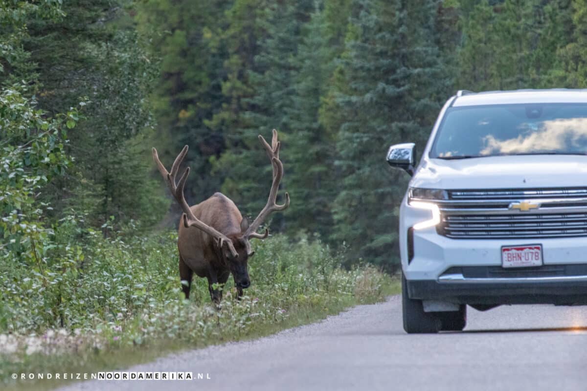 Maligne Lake Road