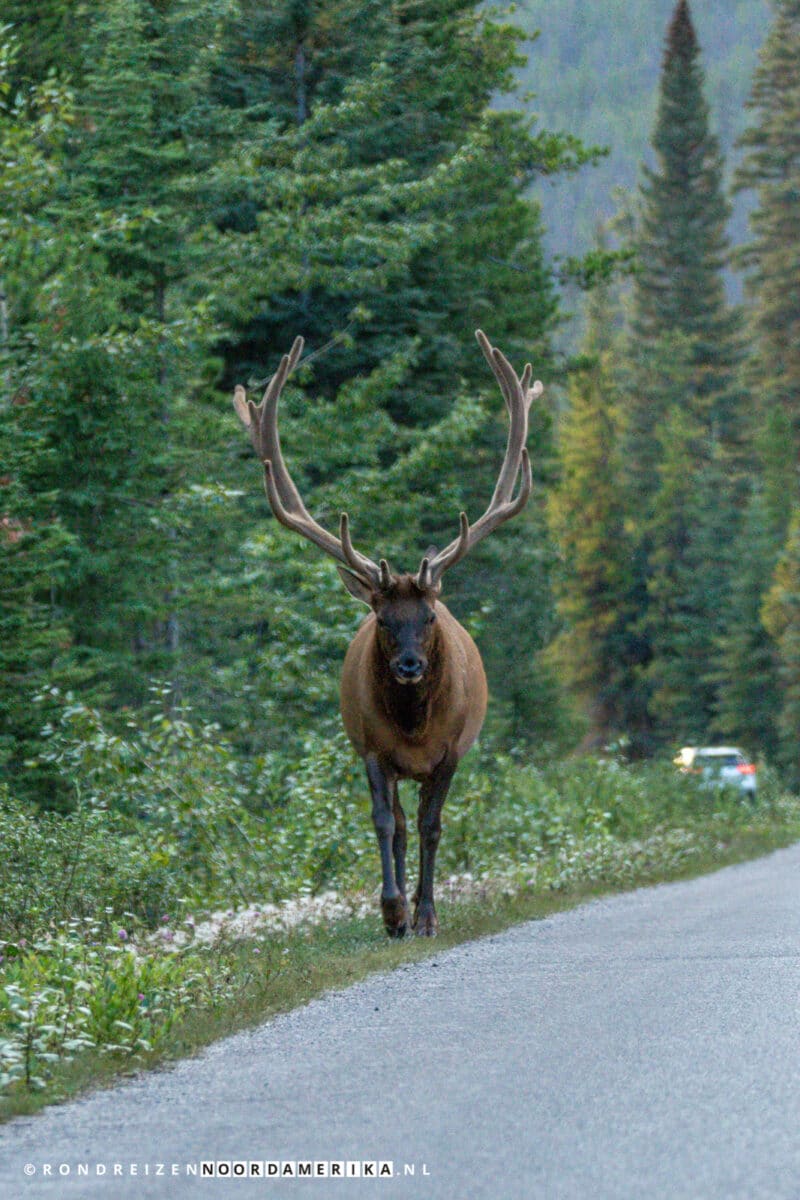 Maligne Lake Road