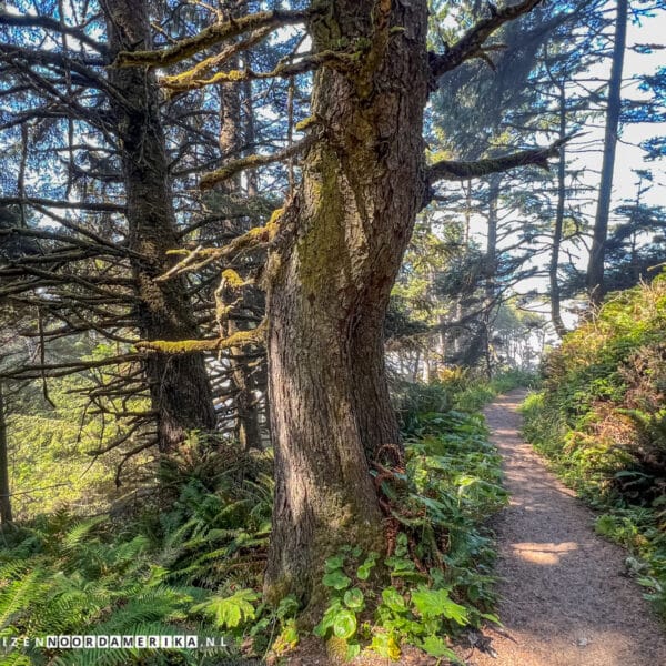 Olympic National Park stranden Beach 3