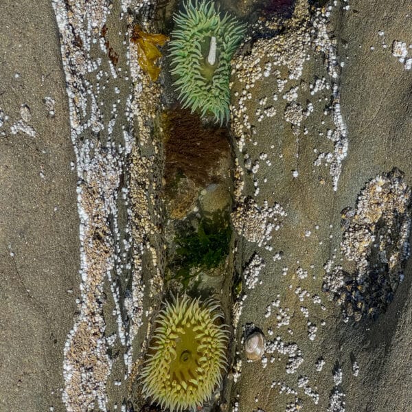 Olympic National Park stranden Beach 4