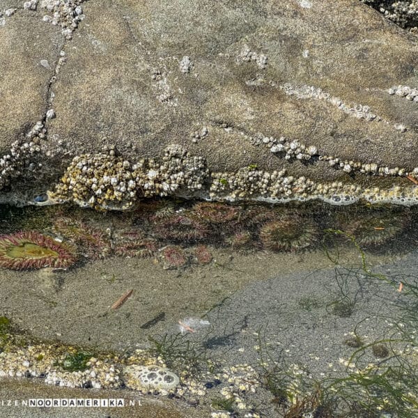 Olympic National Park stranden Beach 4